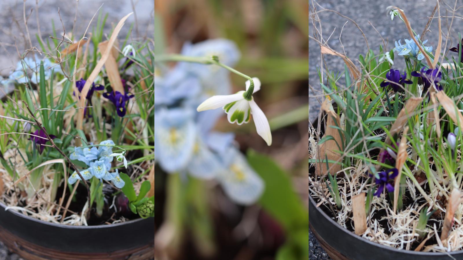 Besonderheiten Frühlingsfloristik