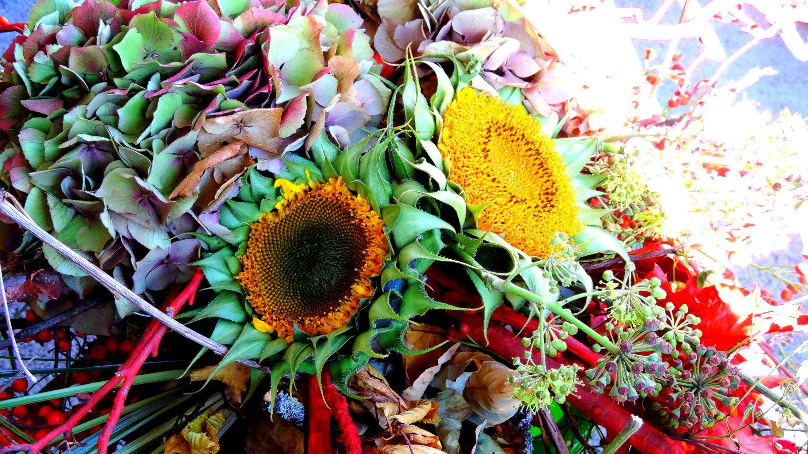 Sonne +Blume Sonnenblume