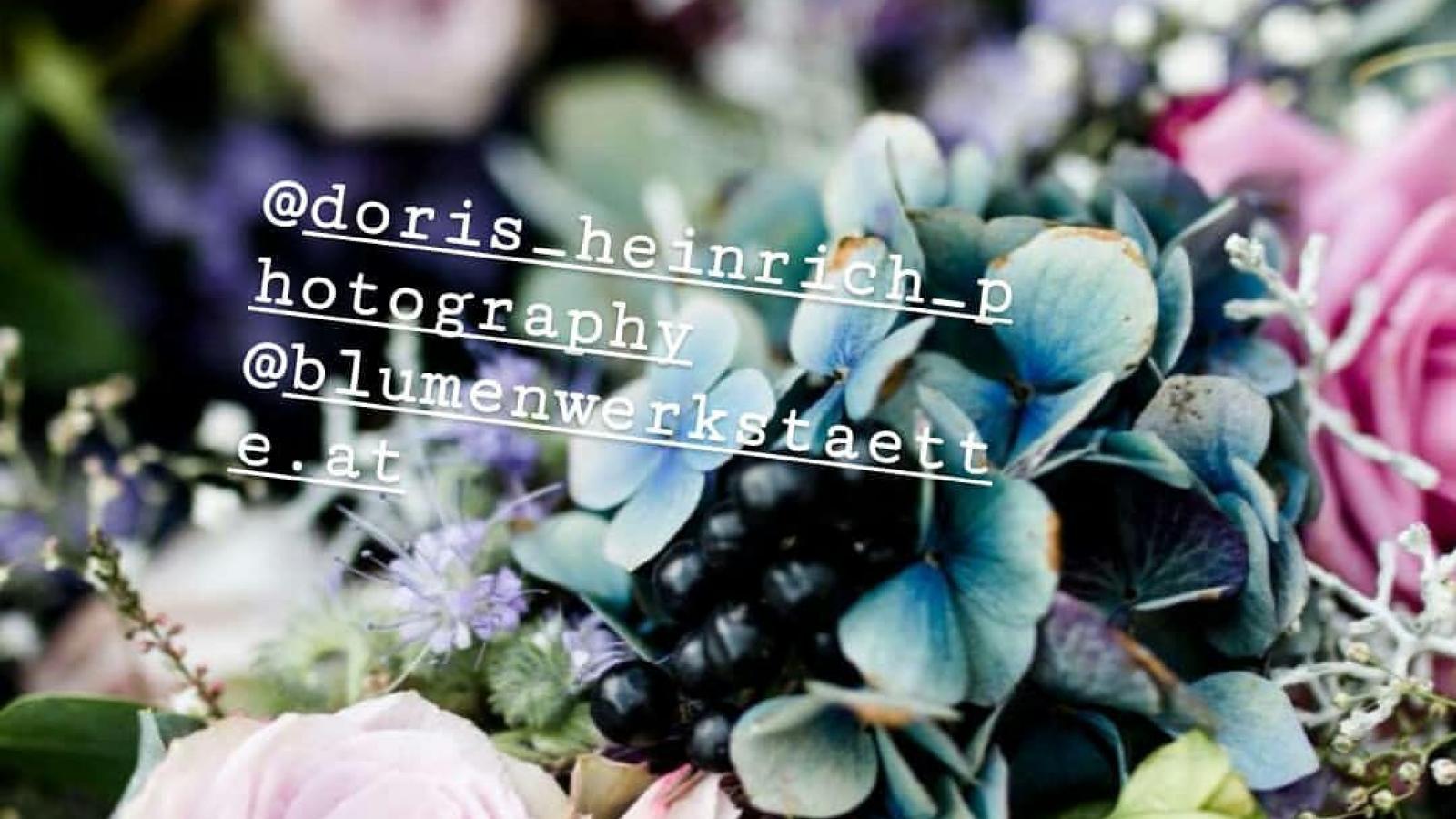 Hortensie Hortensie