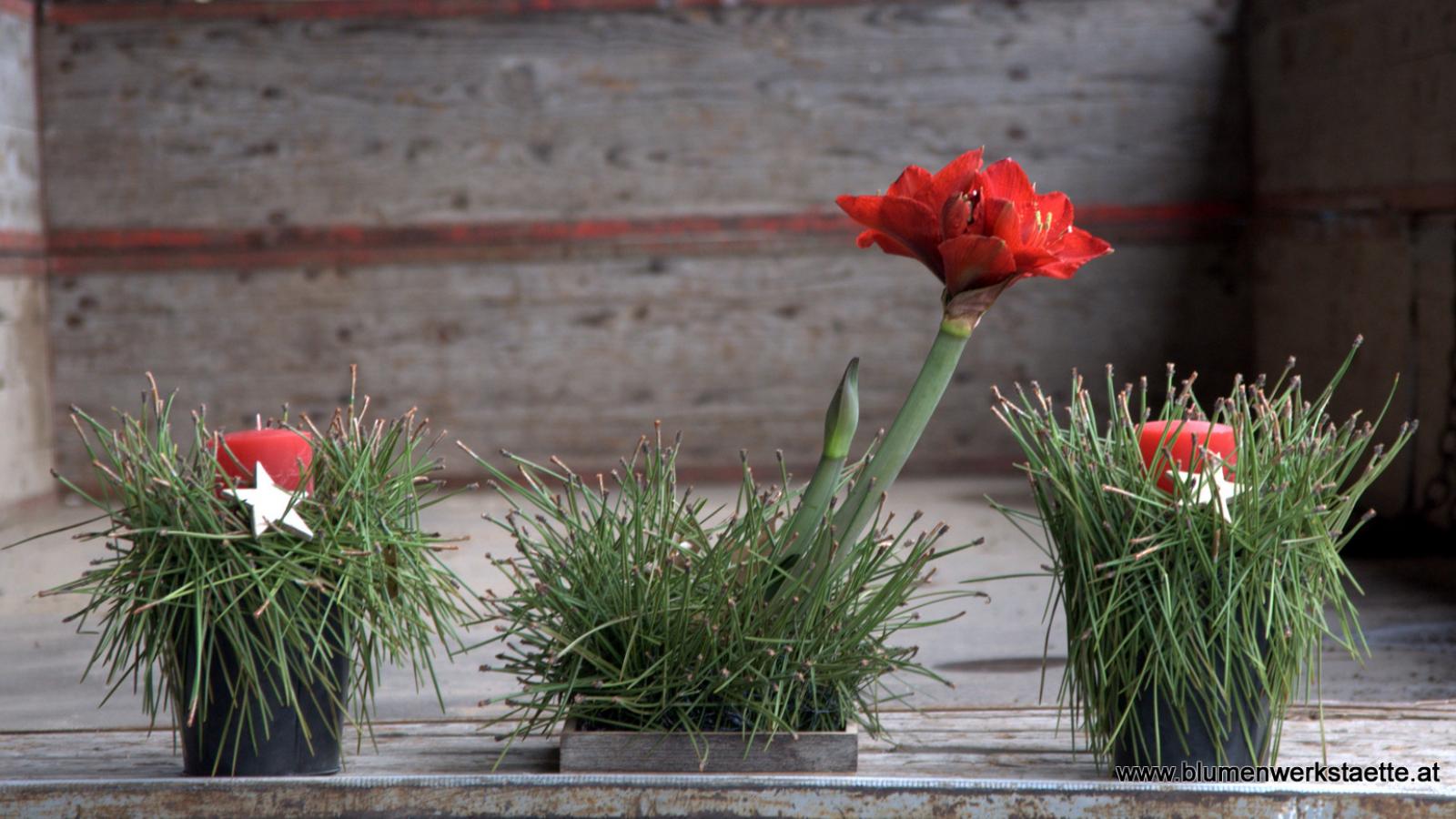 Seidenkiefer + Amaryllis Amaryllis mit Seidenkiefer
