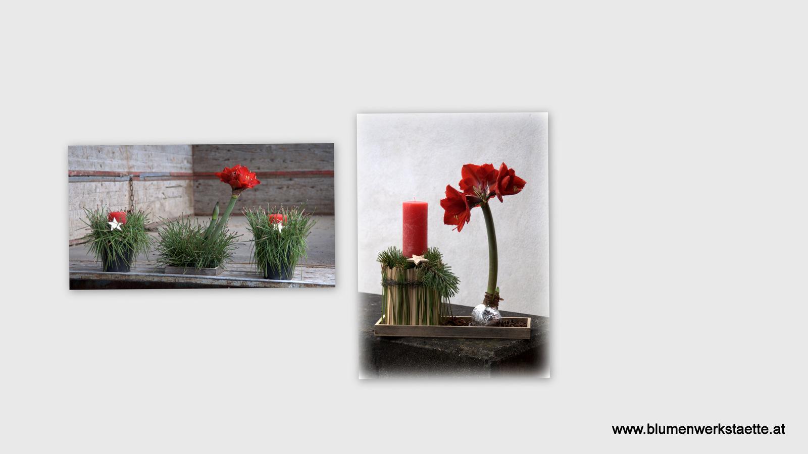 Amaryllis Amaryllis