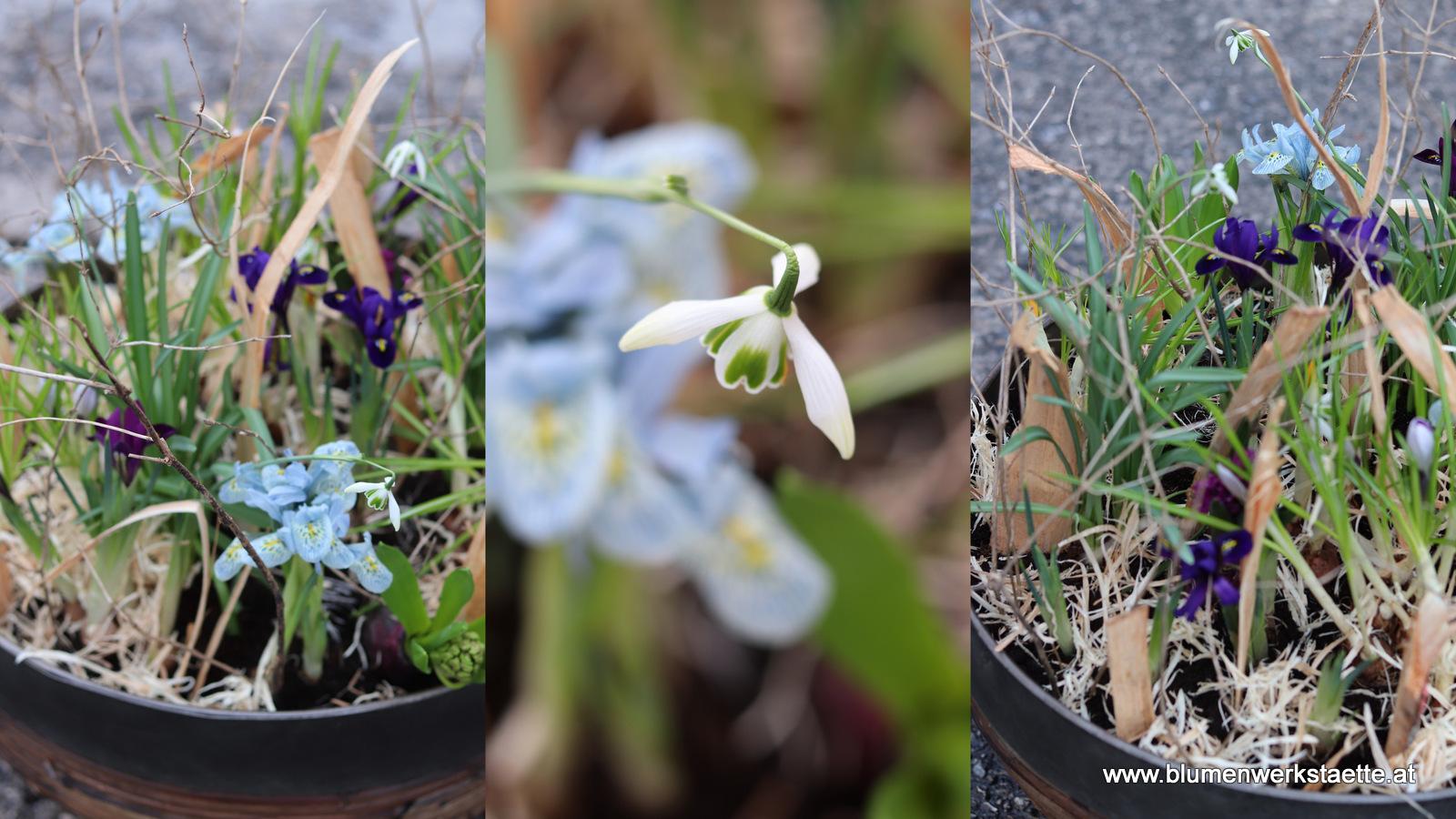 gepflanzte Besonderheiten 