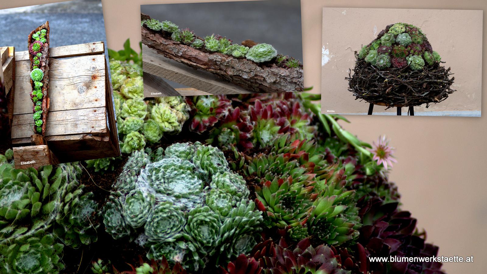 Echeveria Fettblattrosette 